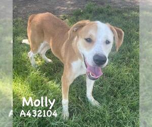 MOLLY - Female Labrador Retriever-Unknown Mix Dog for Adoption - Photo #2