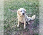Small Photo #1 Anatolian Shepherd-Great Pyrenees Mix Puppy For Sale in AGRA, OK, USA