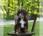 Puppy Koby Donato Bernedoodle
