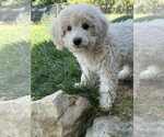 Small #4 Mutt
