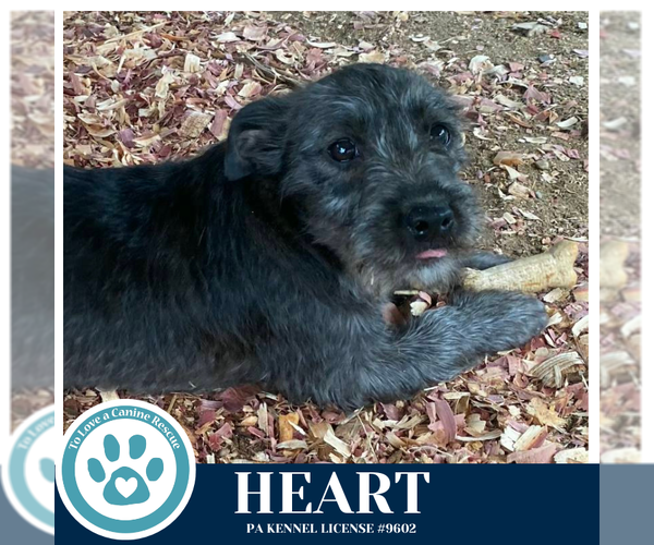 Medium Photo #2 Dachshund-Unknown Mix Puppy For Sale in Kimberton, PA, USA