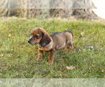 Small #4 Dachshund