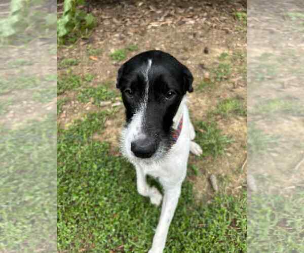 Medium Photo #2 Great Dane-Poodle (Standard) Mix Puppy For Sale in Huntersville, NC, USA