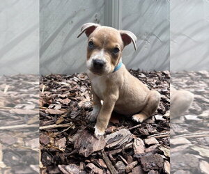 Milo - Male Boxer-Unknown Mix Dog for Adoption - Photo #3