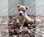 Small #2 Boxer Mix