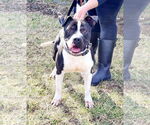 Small #5 American Pit Bull Terrier Mix