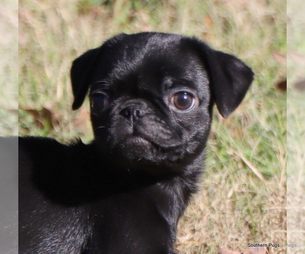 Medium Photo #4 Pug Puppy For Sale in WINNSBORO, TX, USA