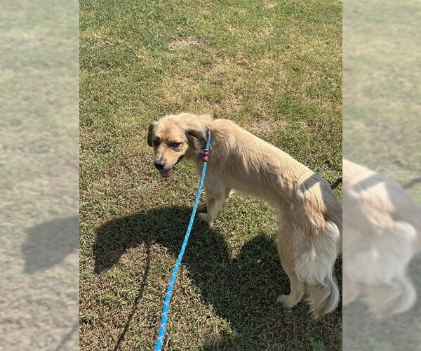 Medium Photo #1 Collie-Unknown Mix Puppy For Sale in Oklahoma City, OK, USA