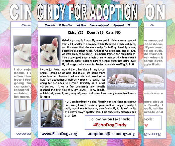 Medium Photo #2 Great Pyrenees-Unknown Mix Puppy For Sale in Hoffman Estates, IL, USA