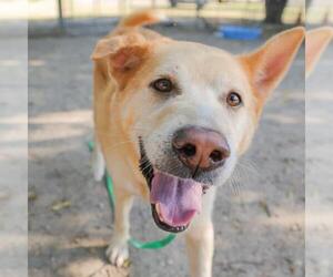 Golden Retriever-Unknown Mix Dogs for adoption in Waco, TX, USA