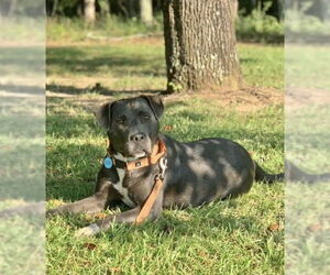 American Pit Bull Terrier-Labrador Retriever Mix Dogs for adoption in Rockaway, NJ, USA