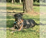 Small American Pit Bull Terrier-Labrador Retriever Mix