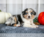 Small Photo #18 Australian Shepherd Puppy For Sale in CAMDEN, MI, USA