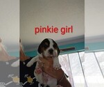 Small #18 Beagle