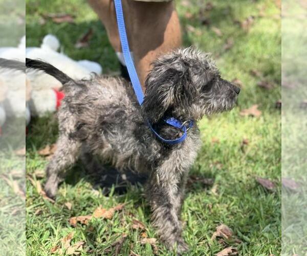 Medium Photo #2 Labrador Retriever-Unknown Mix Puppy For Sale in Yardley, PA, USA