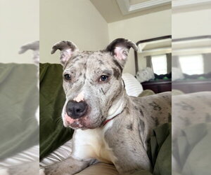 American Pit Bull Terrier Dogs for adoption in Derwood, MD, USA