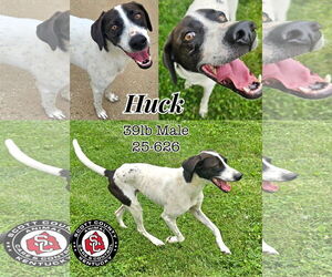 Pointer Dogs for adoption in Georgetown, KY, USA