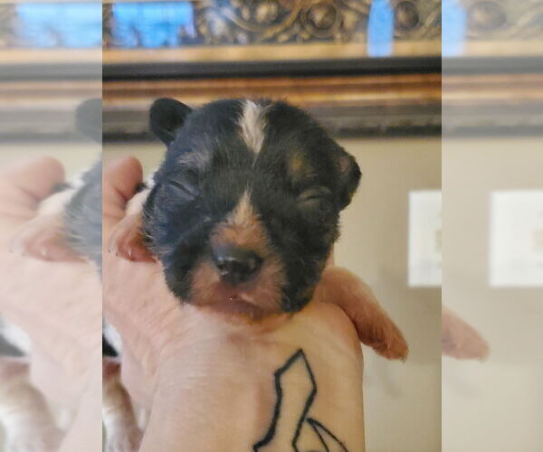 Medium Photo #3 Unknown-Wheaten Terrier Mix Puppy For Sale in Vail, AZ, USA