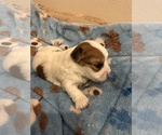 Small Photo #4 Coton de Tulear Puppy For Sale in YELM, WA, USA