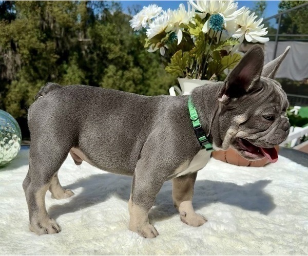 Medium Photo #6 French Bulldog Puppy For Sale in LAKE CITY, FL, USA