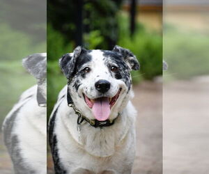 Mutt Dogs for adoption in Sandy, UT, USA