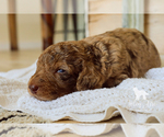 Small Photo #10 Bernedoodle Puppy For Sale in CARLOCK, IL, USA