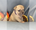 Small #3 Faux Frenchbo Bulldog