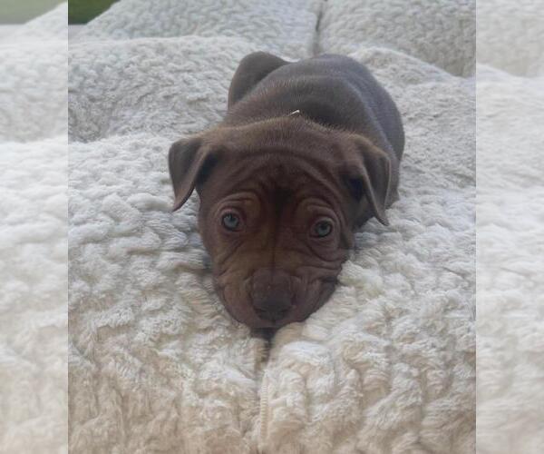 Medium Photo #4 American Pit Bull Terrier-German Shepherd Dog Mix Puppy For Sale in Imlay City, MI, USA