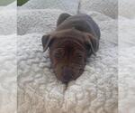 Small #3 American Pit Bull Terrier-German Shepherd Dog Mix