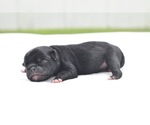 Small #2 Pug