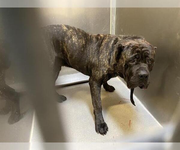 Medium Photo #1 Mutt Puppy For Sale in Modesto, CA, USA