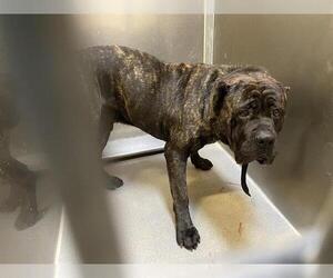 Mutt Dogs for adoption in Modesto, CA, USA