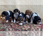 Small #15 Beagle