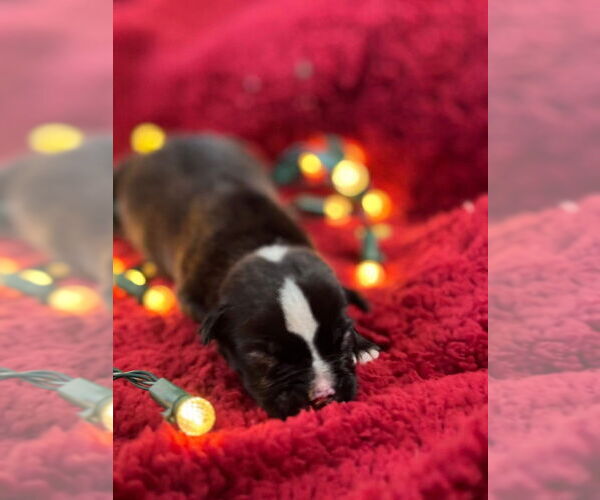 Medium Photo #4 Mutt Puppy For Sale in OKLAHOMA CITY, OK, USA