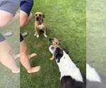 Small #11 German Shepherd Dog