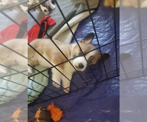 Pembroke Welsh Corgi Puppy for sale in KYLE, TX, USA