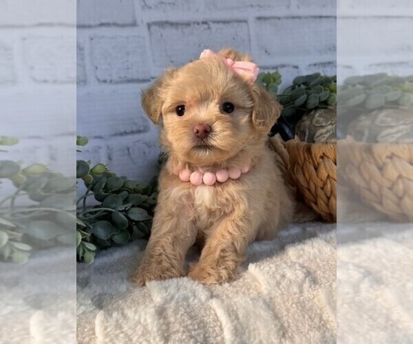Medium Photo #14 Maltipoo Puppy For Sale in MIAMI BEACH, FL, USA