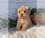 Small #13 Maltipoo