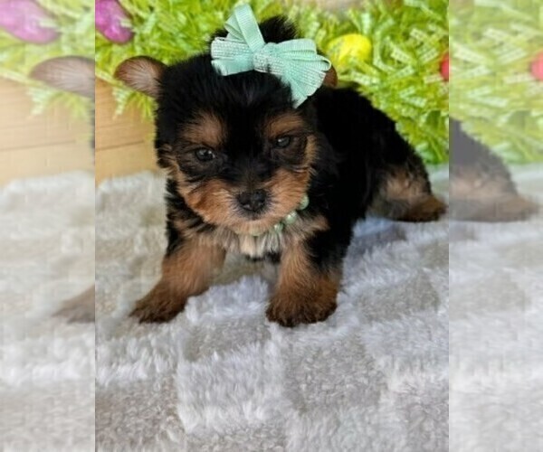 Medium Photo #9 Yorkshire Terrier Puppy For Sale in ORLANDO, FL, USA