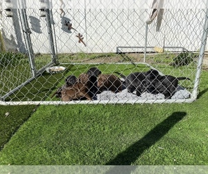 Labrador Retriever Puppy for sale in VENTURA, CA, USA