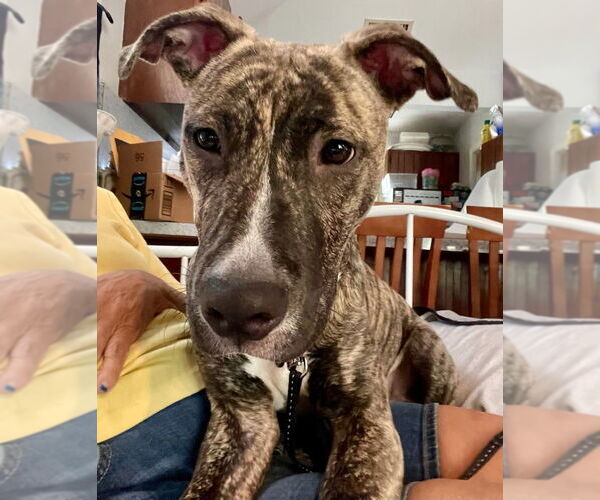 Medium Photo #4 Greyhound-Unknown Mix Puppy For Sale in Brewster, NY, USA