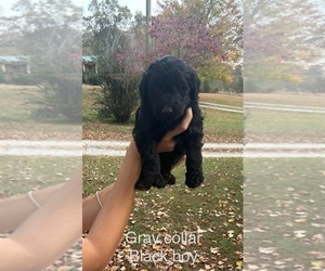 Goldendoodle Puppy for Sale in PLUM SPRINGS, Kentucky USA