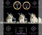 Small Photo #69 Maltipoo (Miniature) Puppy For Sale in WARSAW, IN, USA