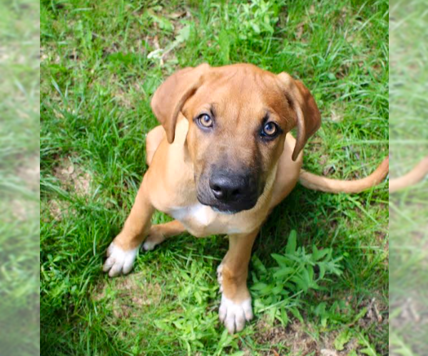 Medium Photo #1 Mutt Puppy For Sale in Brooklyn Center, MN, USA