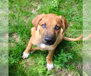 Mutt Dogs for adoption in Brooklyn Center, MN, USA