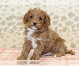 Cavapoo Puppy for sale in DENVER, PA, USA