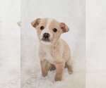 Small Photo #8 Australian Retriever Puppy For Sale in McDonough, GA, USA