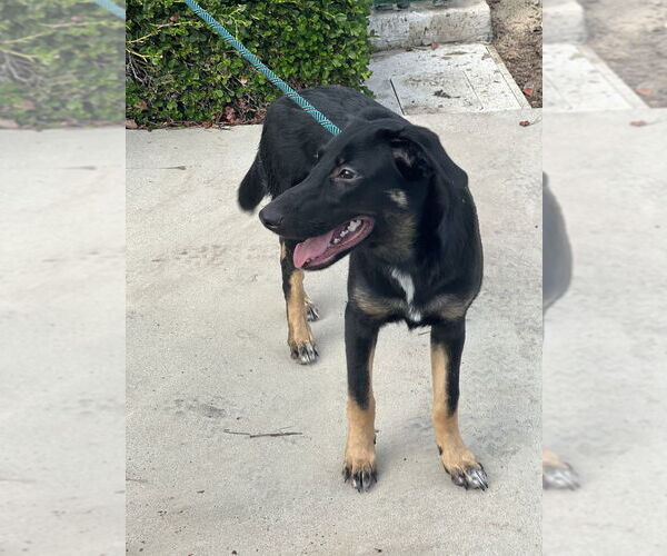 Medium Photo #9 Mutt Puppy For Sale in Dana Point, CA, USA