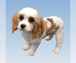 Small Cavalier King Charles Spaniel Mix