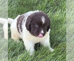 Small #5 Newfoundland